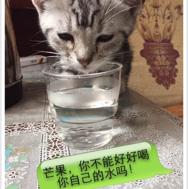 假的高中毕业证可以参加成考吗